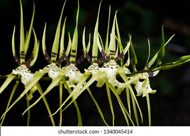 When orchids bloom