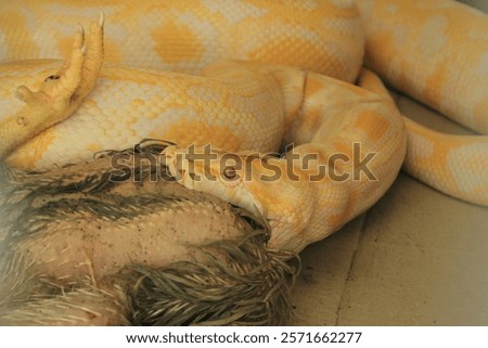when a python eats prey
