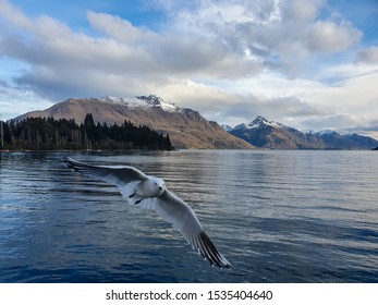 When Seagulls Attack. Location: Queenstown, New Zealand