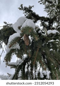 When Snow with conifer cones
