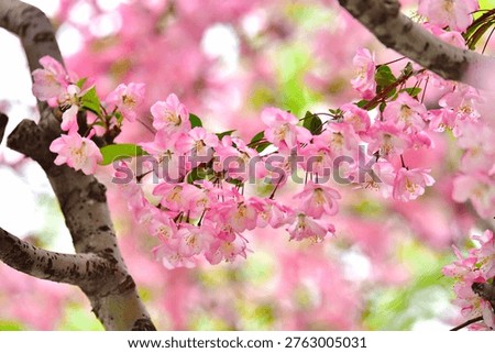 When spring arrives, the cherry blossoms begin to bloom, making the view beautiful everywhere you look.
