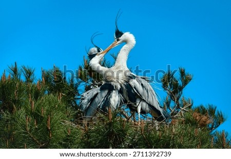 When spring comes, herons form families and share love.