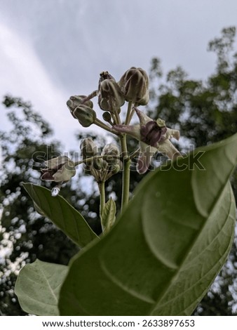 When the stem of the leaf is opened, milky sap (tarukshi) is released. The enzyme Shanti tarukshi is present in the leaves. There are various glycosides, beta-amyrin and stigmastel.