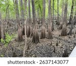 When the swamp rises too high