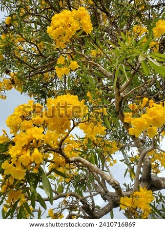 When tabebuya flowers, that is where the beauty of the yellow flowers is displayed 
