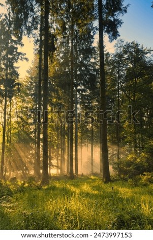 When the temperatures drop below six degrees at night and it has rained for days, fog forms. The trees and the landscape change their appearance in the fog. 
