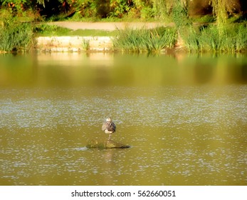 When it's time to rest, why not do it on a branch in a lake?