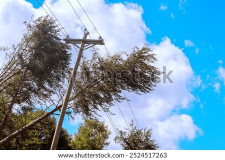 When tree is blown down during tropical storm, it crashes over electrical wires