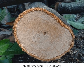 When a tree is cut down, the cambium inside can be seen, so you can find out how old the tree is. Each ring on the cambium means the tree is one year old.