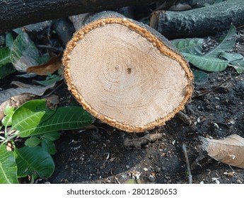 When a tree is cut down, the cambium inside can be seen, so you can find out how old the tree is. Each ring on the cambium means the tree is one year old.