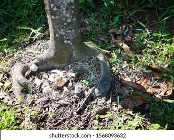 34 Girdling root Images, Stock Photos & Vectors | Shutterstock