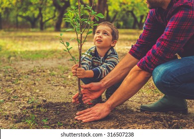 When will it grow? Curious little boy helping his father to plant the tree while working together in the garden - Shutterstock ID 316507238