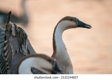 When winter comes, geese forage freely, swim and fly in groups in the river. 