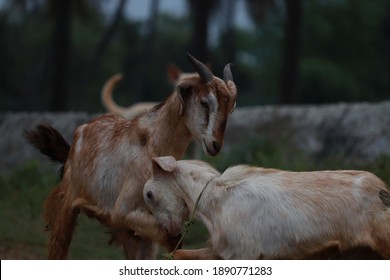 When You Bow Down For Your King - Country Goat