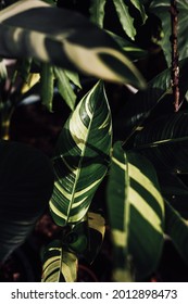 When You Want To Add A Touch Of The Tropics To Your Landscape, Corridor, Or Balcony, You Can’t Go Wrong With The Heliconia Plant