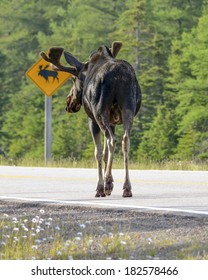 Where Moose Cross The Road
