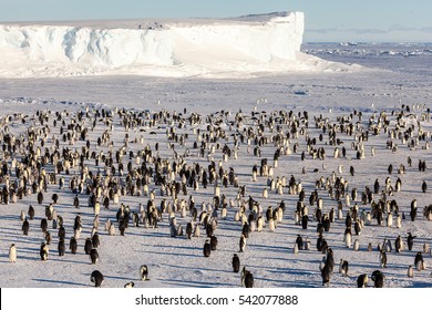 Where Is Waldo (the Emperor Penguin)?