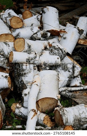 Where the Wind Rewrites the Forest in Pale Wood Stacks