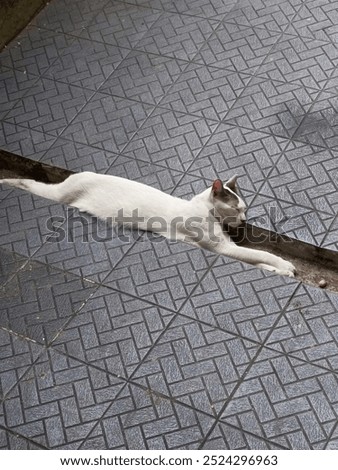 Similar – Image, Stock Photo kitten as murderer