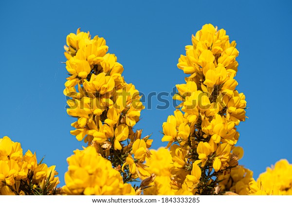 Whether\
you know it as Gorse, Furze or Whin, this must be our most\
remarkable native shrub. Throughout the year, the rich yellow\
peaflowers seem to light up the Irish\
landscape