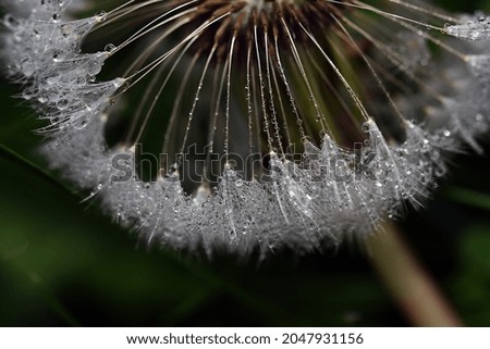 Similar – Image, Stock Photo The color purple (1) Plant