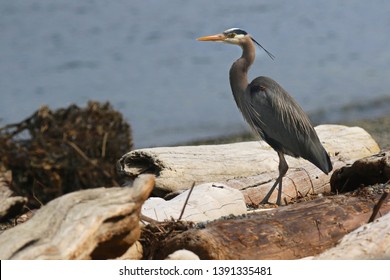 Whidbey Island Great Blue Heron