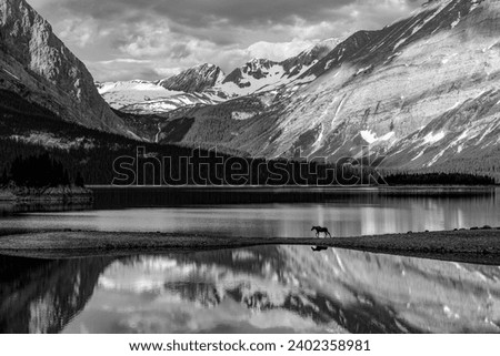 While attempting to photograph the waters of Upper Lake Kananasksis in Alberta, Canada a moose appeared and luckily crossed directly into the frame.