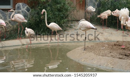 while breeding Pink Swans seek forage from the ground