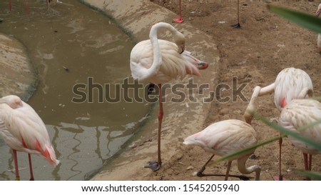 while breeding Pink Swans seek forage from the ground