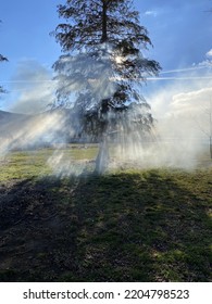 While Burning Yard Debris Tree