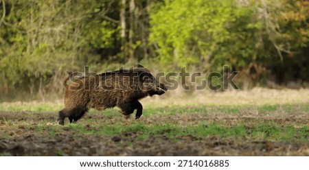 While the dogs were working to flush out the wild boars, this beautiful specimen appeared.