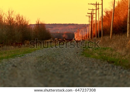 While driving down a back road in Bald Knob Wildlife Refuge a family of deer crossed the road. 