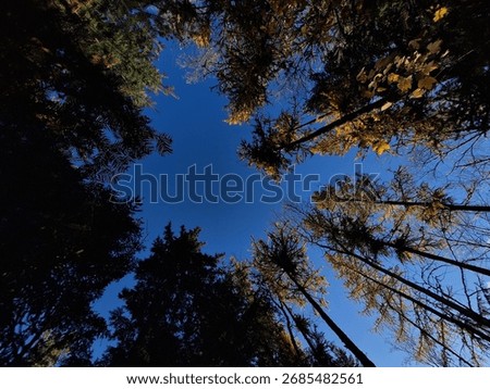 While laying in the grase looking up at the trees and blue sky 