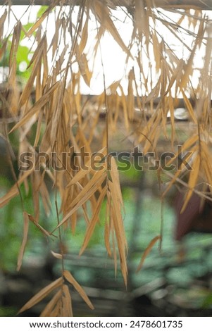  while older Bambuseae can be over 5 meters tall. Bamboo leaves are small, slim, flat, tapering towards the tip