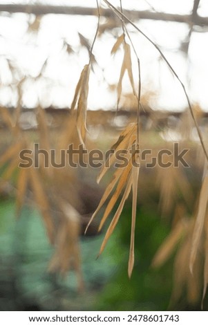  while older Bambuseae can be over 5 meters tall. Bamboo leaves are small, slim, flat, tapering towards the tip