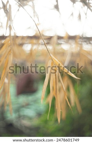  while older Bambuseae can be over 5 meters tall. Bamboo leaves are small, slim, flat, tapering towards the tip