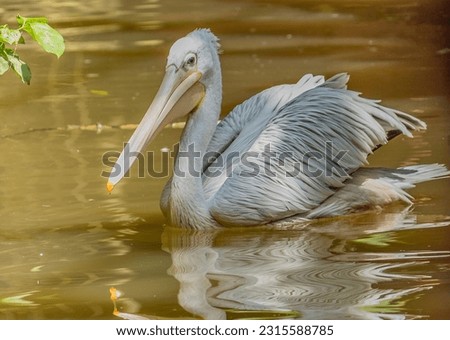 While Pelican, White american pelican