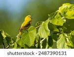 While perched on a tree with its beak wide open, a yellow warbler sings to its hearts content . 