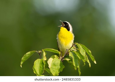 While perched on a tree with its beak wide open, a common yellowthroat warbler sings to its hearts content . Background forest green and blue sky