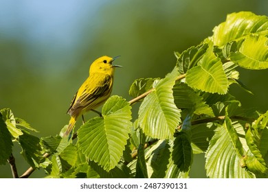 While perched on a tree with its beak wide open, a yellow warbler sings to its hearts content . 