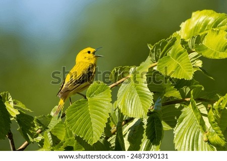 While perched on a tree with its beak wide open, a yellow warbler sings to its hearts content . 