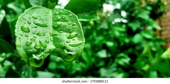 While raining i have captured  this picture.  This is a leaf it shows that every drop of water is useful.