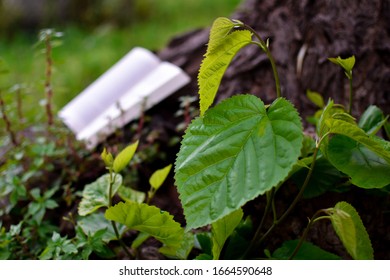While reading a book I was captured by the beauty of a leaf, I thought that books and nature had a connection