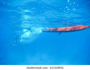 while shark