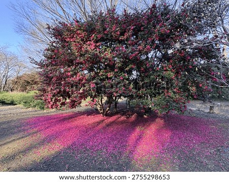 While the surrounding trees are still in their seasonal slumber, the camellia petals create a pink carpet, as if heralding the end of winter.