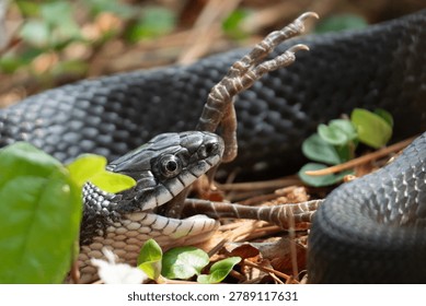 While visiting Pocomoke River State Park; Milburn Landing campground, I happened upon a highly skilled Central Rat-snake feeding on a poor unsuspecting bird.