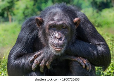While waiting to be fed, this captive chimpanzee would sit and wait patiently until food arrived.