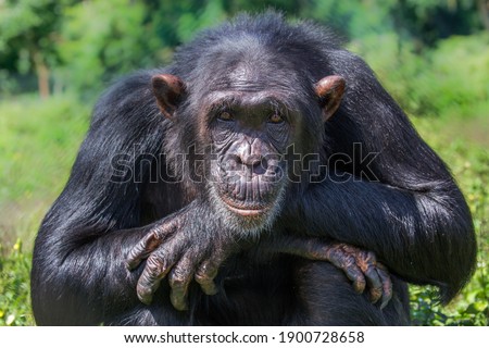 While waiting to be fed, this captive chimpanzee would sit and wait patiently until food arrived.