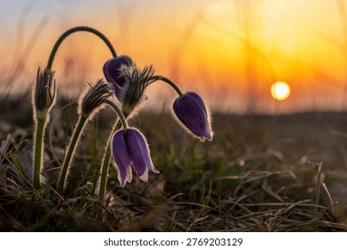 While walking through the meadow at sunset, I noticed how the pasque flowers seemed to lean gently toward the last light of the day. Their curved stems and soft silhouettes created a quiet, almost reverent gesture toward the setting sun. I decided to capture this moment because it felt calm and poetic — a brief dialogue between light and nature. Looking at this image, I feel a sense of peace and the quiet rhythm of the natural world as day slowly turns into evening.