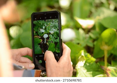 While wandering through the quiet forest, someone discovered a small, cute white mushroom nestled among leaves, and, enchanted by its fragile charm, decided to capture the moment with their cellphone 